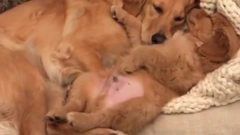 The mother dog is sleeping with her puppy