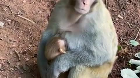 Cute Monkey China & Funny Love monkey| Animals Love #Short (316)