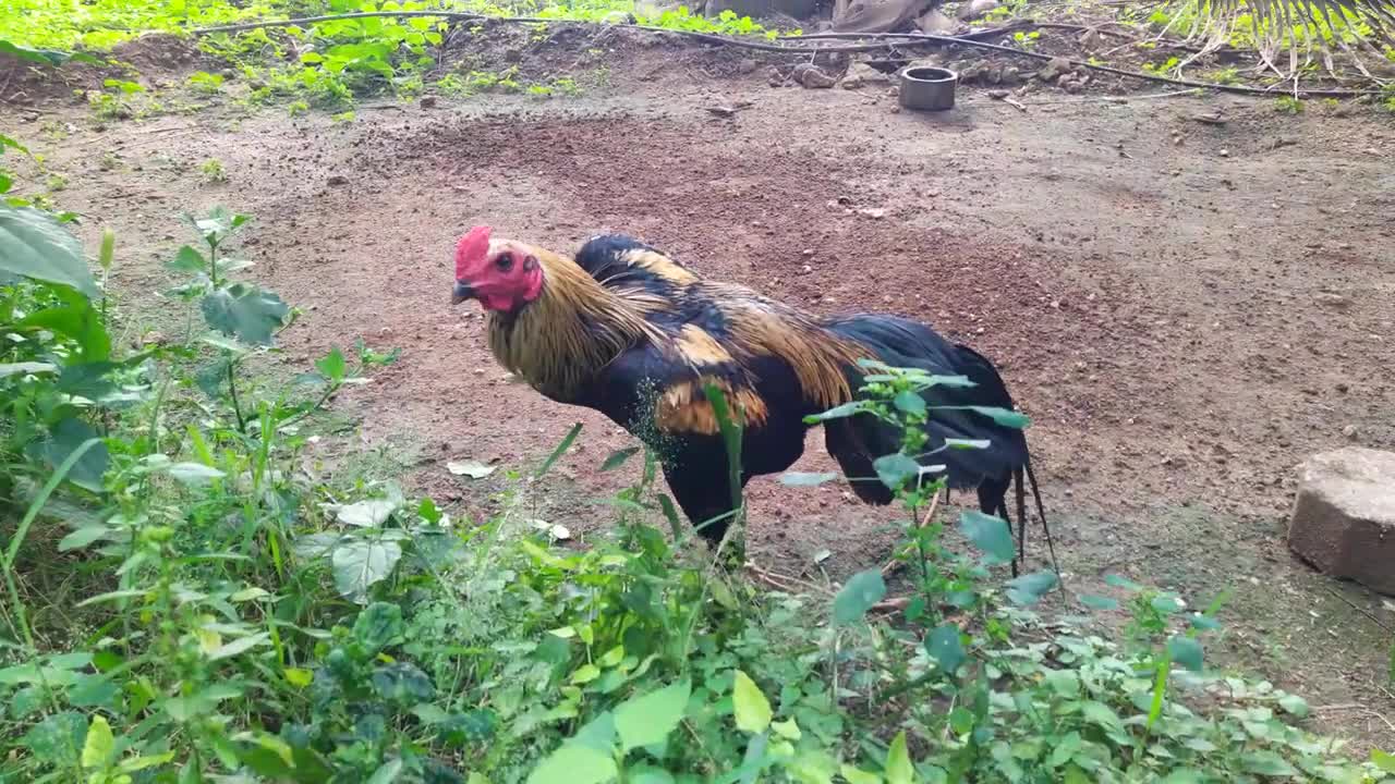 MY farm update Aseel