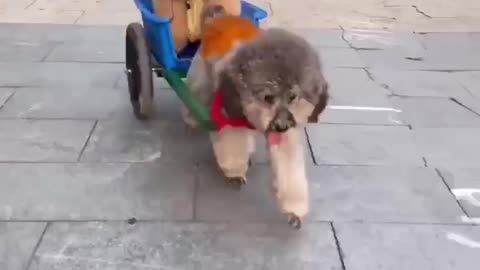 Smart dog 🐶 video