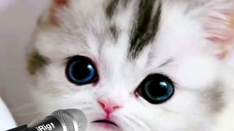 Cute cat