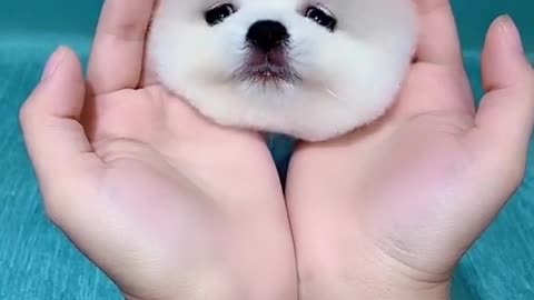 Funny and cute dog