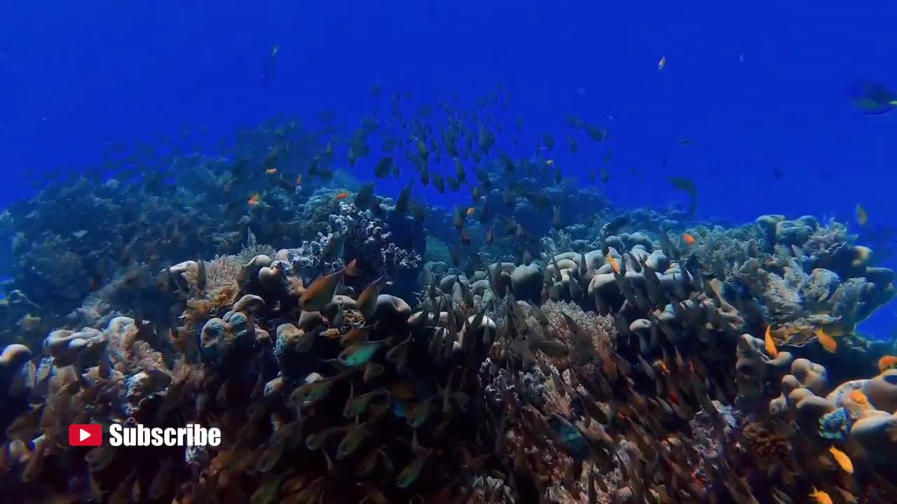 beautiful fish on the seabed