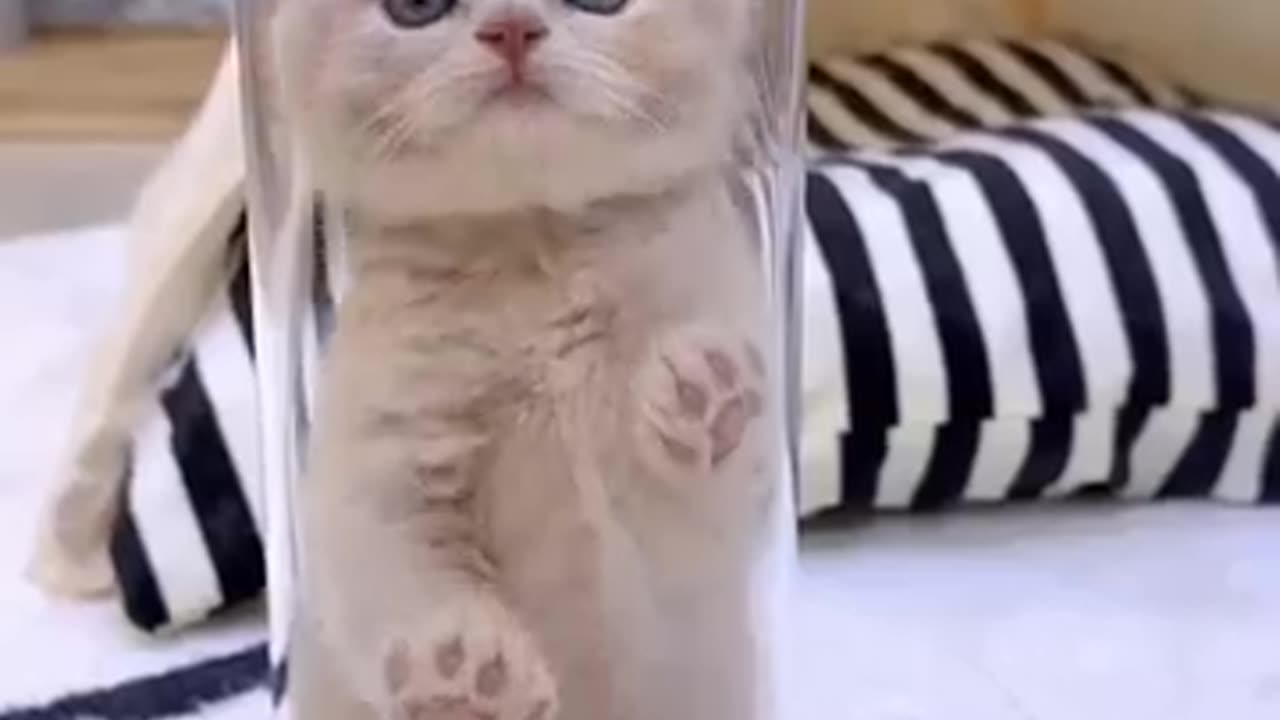 Baby cat playing 🎴🤩