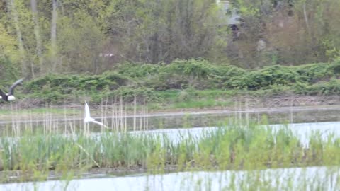 Ross Goose being chased by a Bald Eagle, Panama Flats, Victoria BC