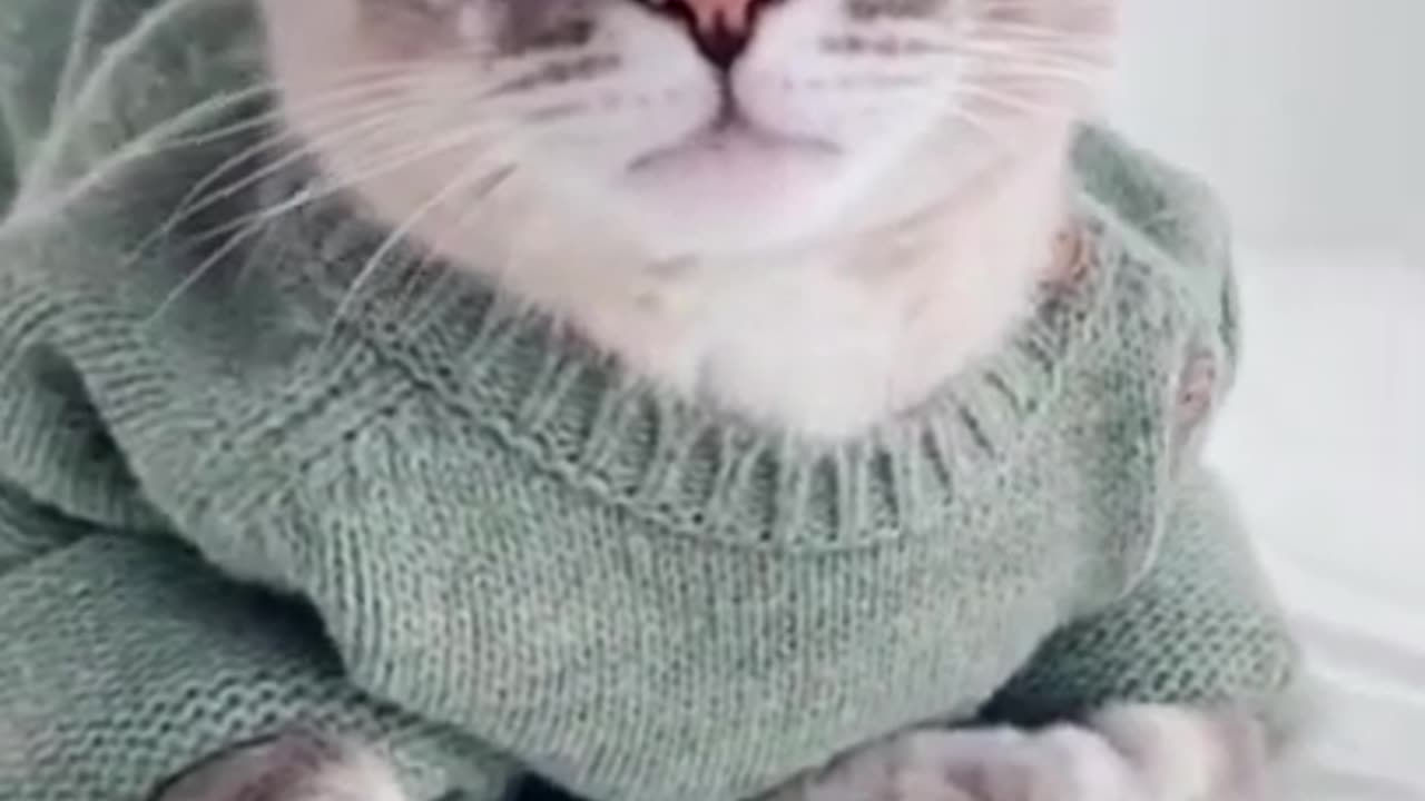 SO Cute Cat, Best Cat Video - Try not to laugh