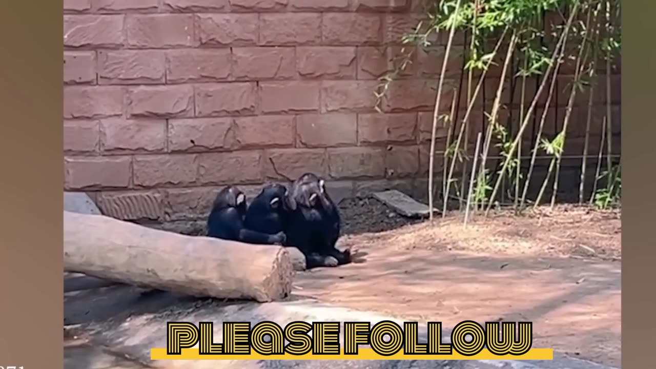 Funny monkey entertainment video