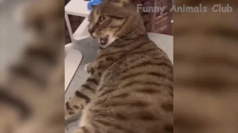 Cat new video funny video 🤣🤣🤣