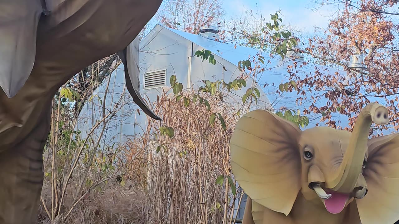 Elephant Danger: A Thrilling Walk on the Edge of Wild Power