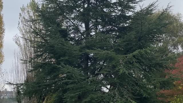 Atlas cedar - tree