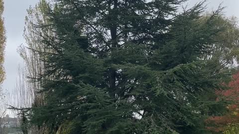 Atlas cedar - tree