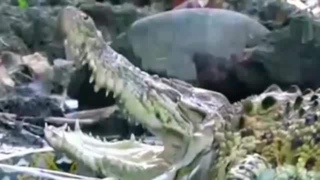 Python hunting crocodile😱#wildanimals #python #crocodile #animals