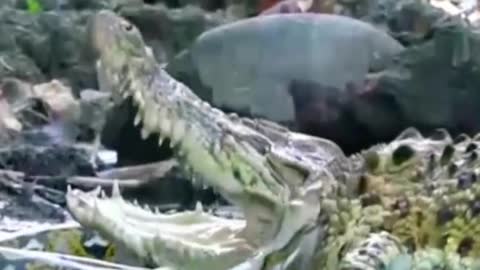 Python hunting crocodile😱#wildanimals #python #crocodile #animals