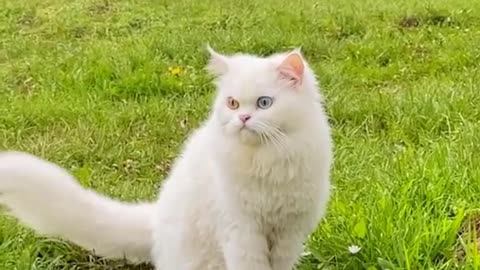 Baby Cats - Cute and Funny Cat Videos