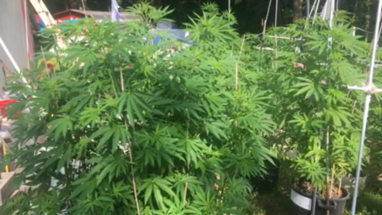 Joe Biden; senile fool p 1