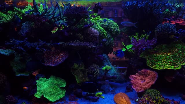 My 400 gallon reef tank
