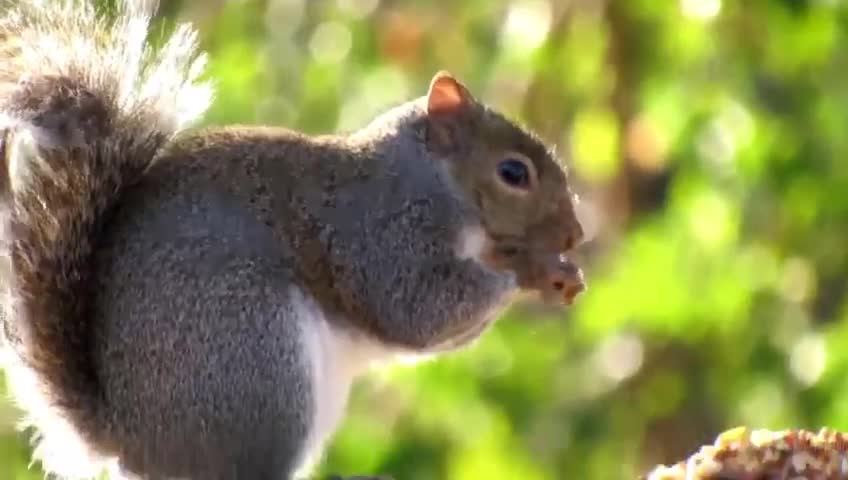 Squirrels