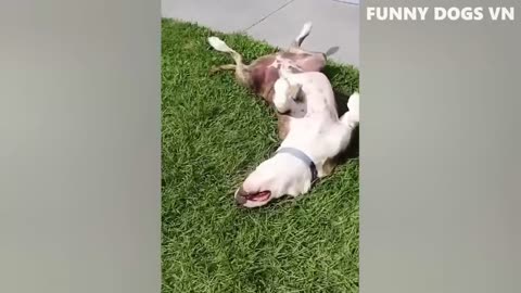 best funniest animals 2023 funniest dog and cat videos