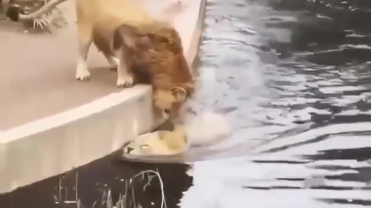 lion fallen in water hahahaha