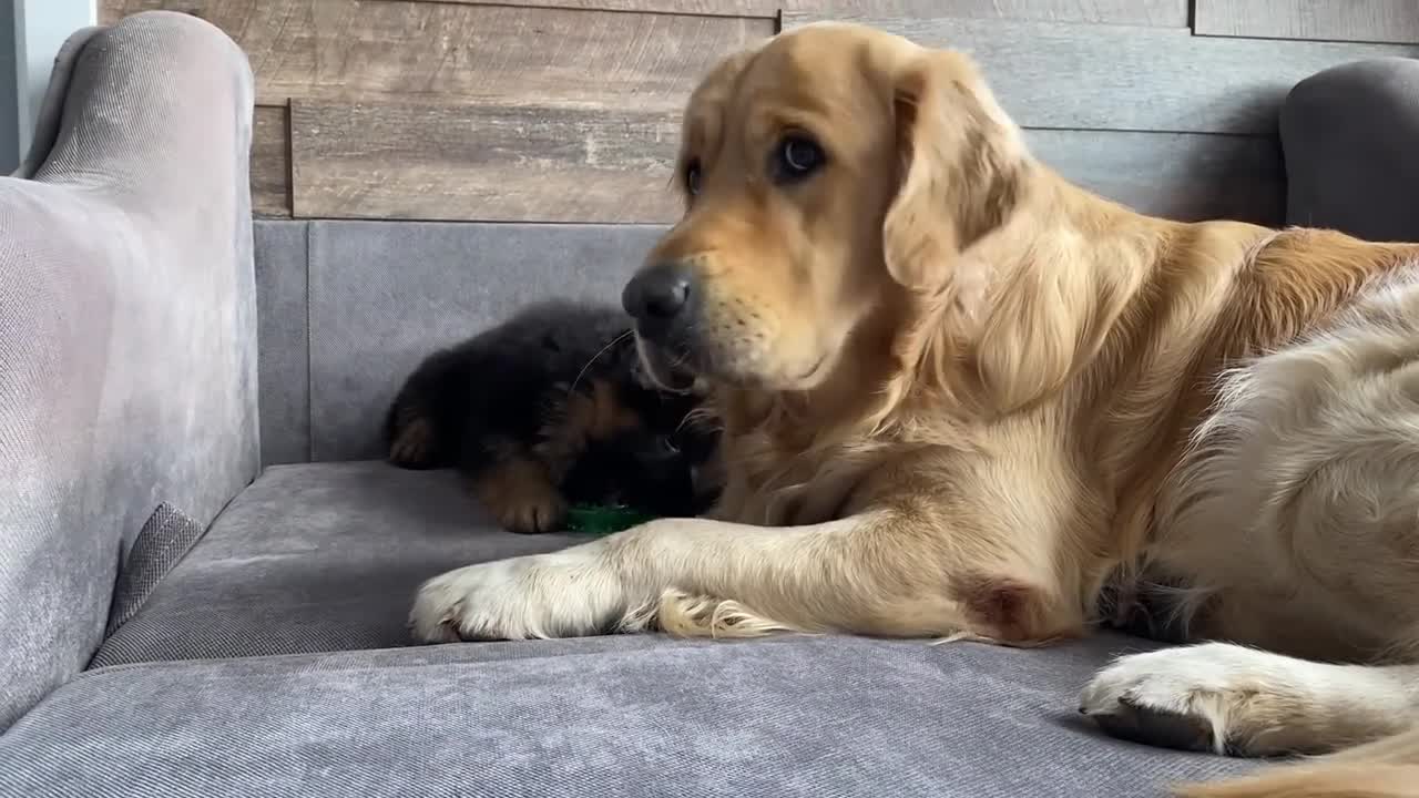 My Dog Gets Annoyed by New Puppy From Day One