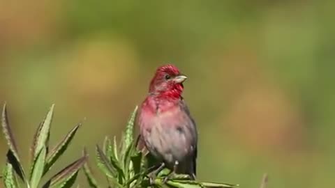 rosefinch