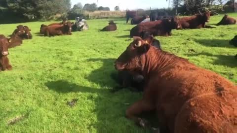 Farm in West Wales vs Milford oil refinery