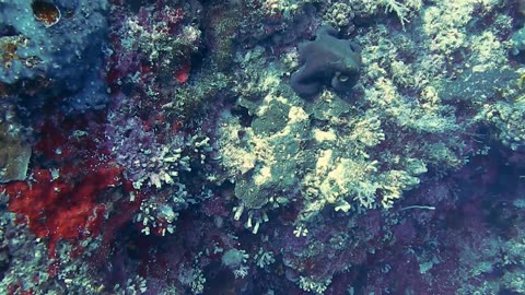 The weird walking Octopus