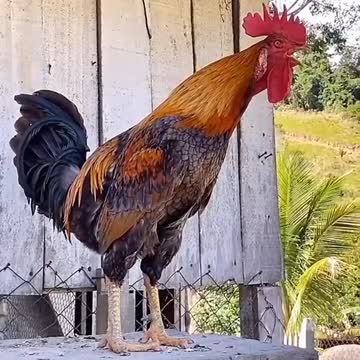 The rooster has a unique crowing sound