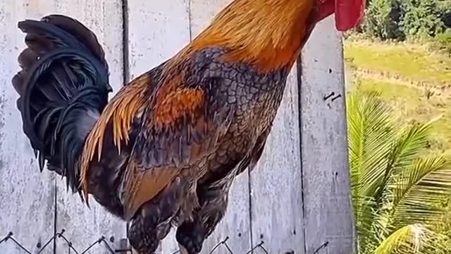 The rooster has a unique crowing sound