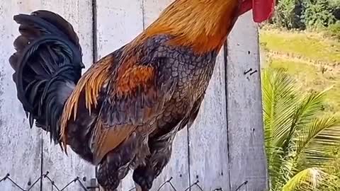 The rooster has a unique crowing sound