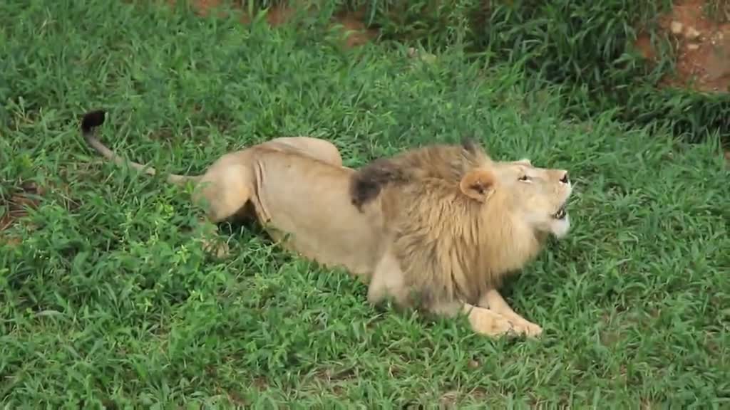 Singing a folk song, Lion