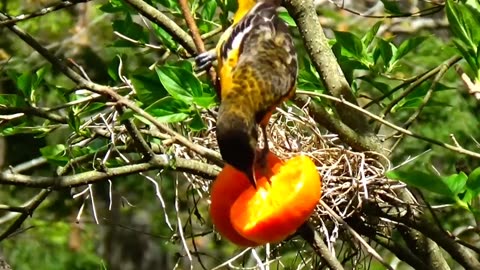 Oriole