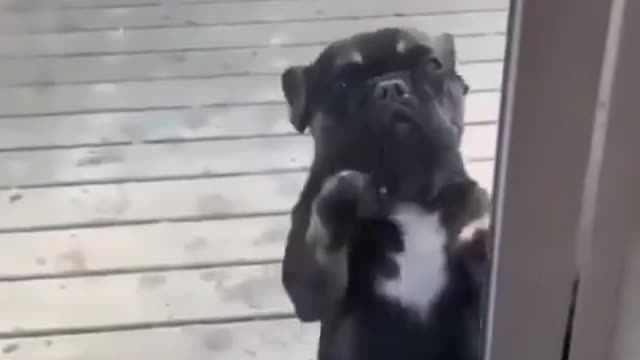 FUNNY DOG DANCING 🤣🤣| SUBSCRIBE CUTIEE TV 🔴| FUNNY PETS VIDEO ✨ | #DOGS