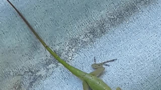 How to get a Lizard to be in your film