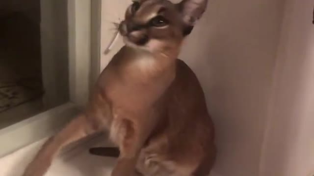 Just a kitty playing with her toy