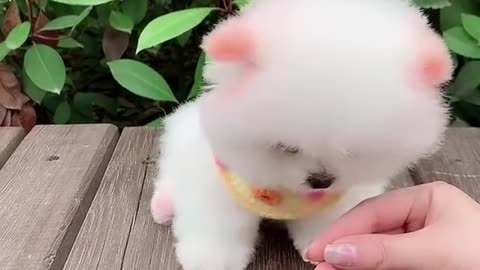 Most Cute puppy !!!