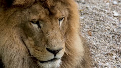 A Lion Lying on the Ground