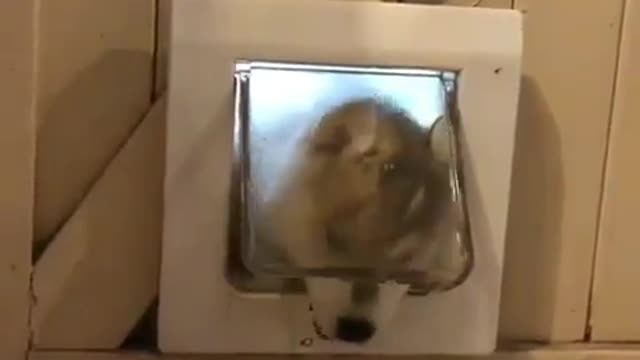 Pet funny video #7