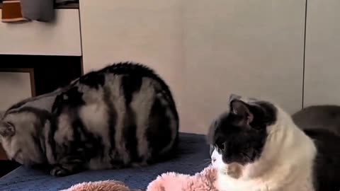 Watch What This Hilarious " Funny Cat Fails You Can't Stop Watching!" Cat, funny, cat, cute, animal