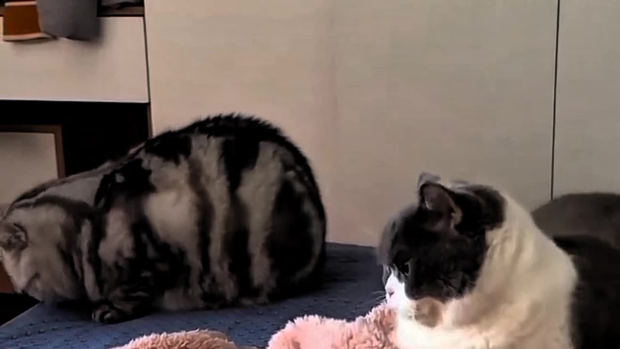 Watch What This Hilarious " Funny Cat Fails You Can't Stop Watching!" Cat, funny, cat, cute, animal