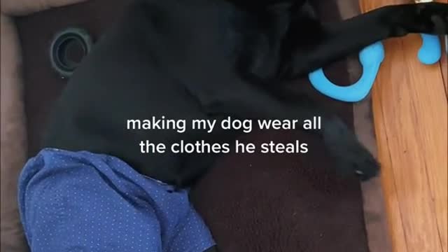 making my dog wear all the clothes he steals