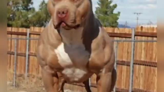 amazing pitbull dog of the world