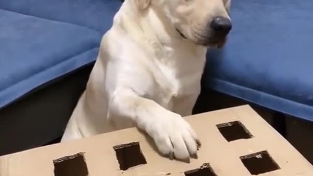 Get a new toy to play with