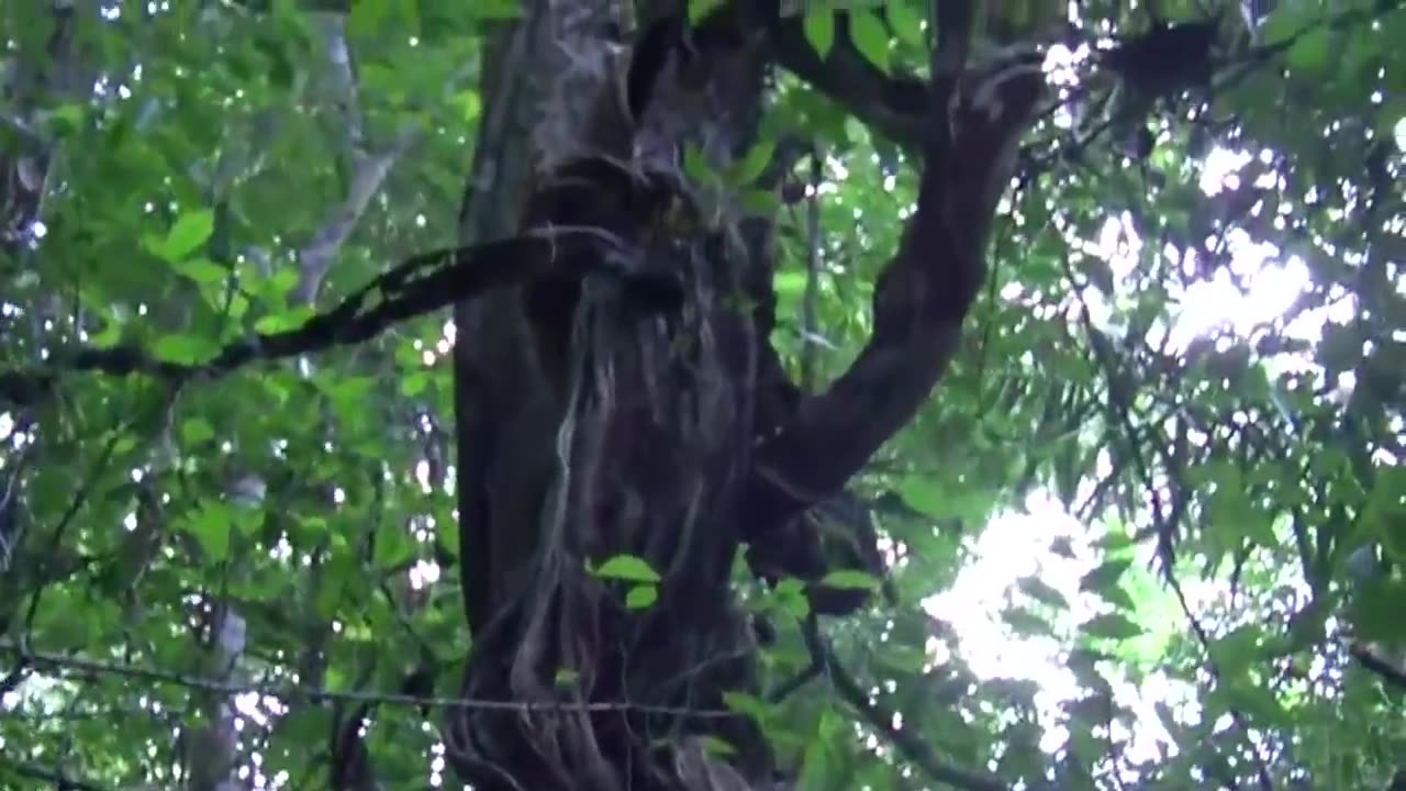 Vinas ovarwelming tress in rain