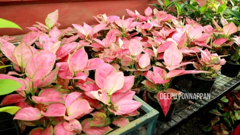 Indoor plants