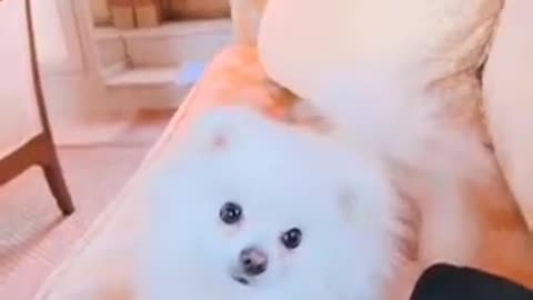 20181122 应很多战友的要求录一个SNOW小视频 祝大家感恩节快乐