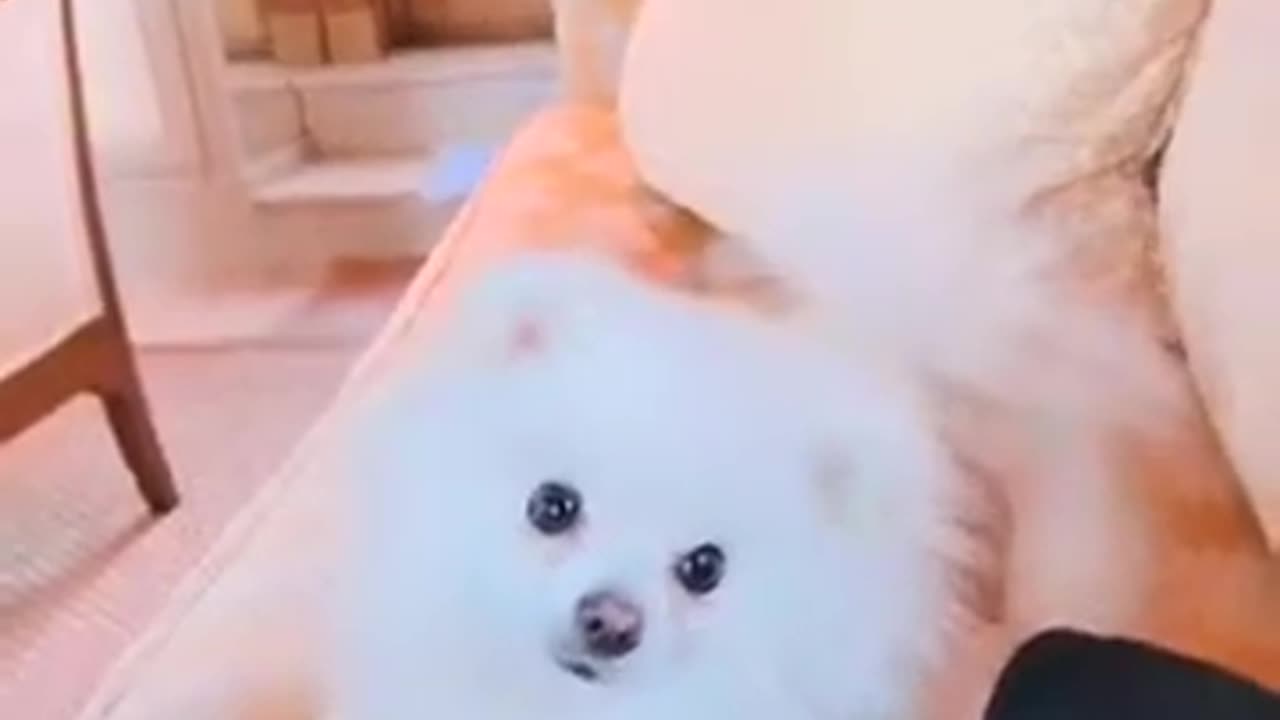 20181122 应很多战友的要求录一个SNOW小视频 祝大家感恩节快乐