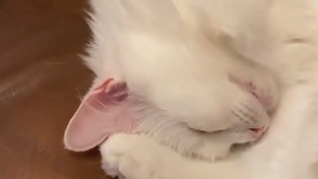 Ear dancing funny cat🤣