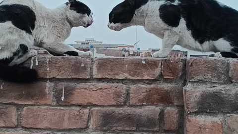 Cat fighting - orignal sound