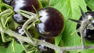 Black Tomatoes